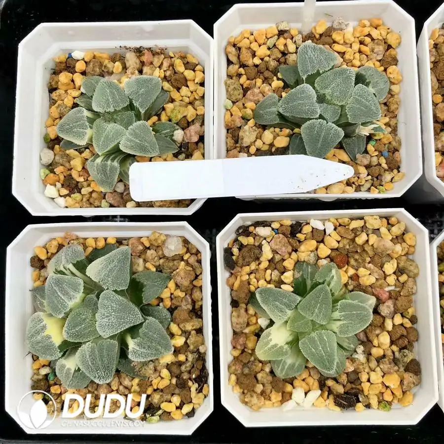 1756126761-1744876270-e201.webp Haworthia Maruba Migiwa Nishiki Variegated - 画像 (1)