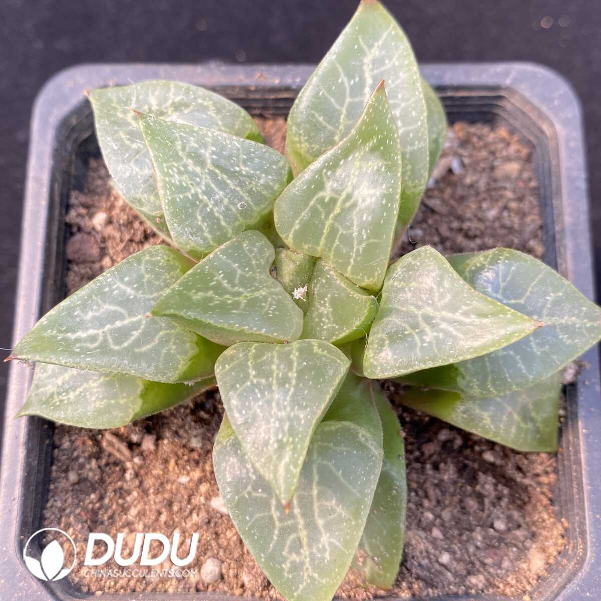 1756127273-1749192394-e201.jpg Haworthia Hagiwara Compto - 画像 (1)