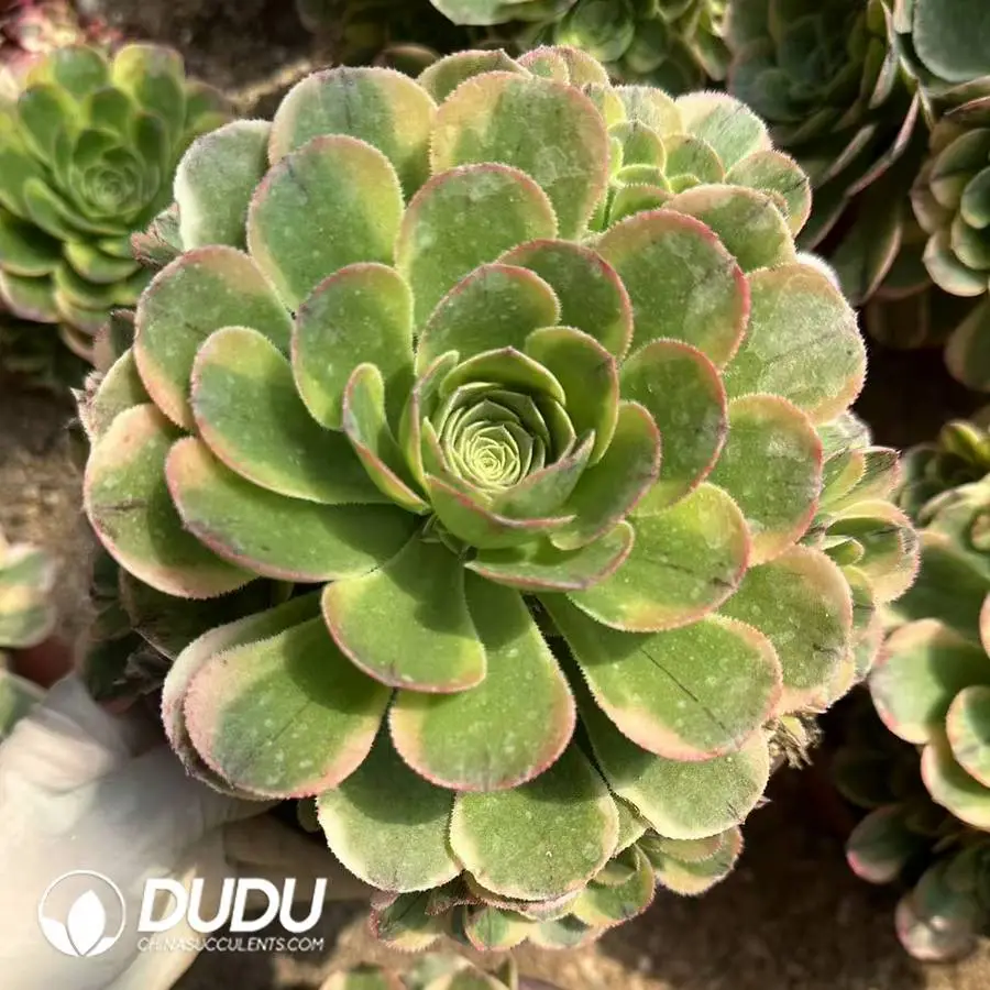 1756128404-1747388009-e201.webp Aeonium Halloween White Variegated Clustering - 画像 (1)