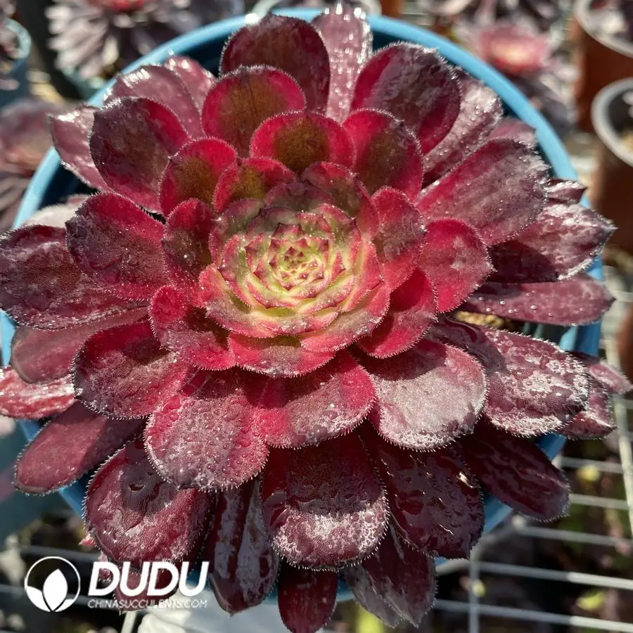 1756128571-1747885771-e201.webp Aeonium Mardi Gras - 画像 (1)