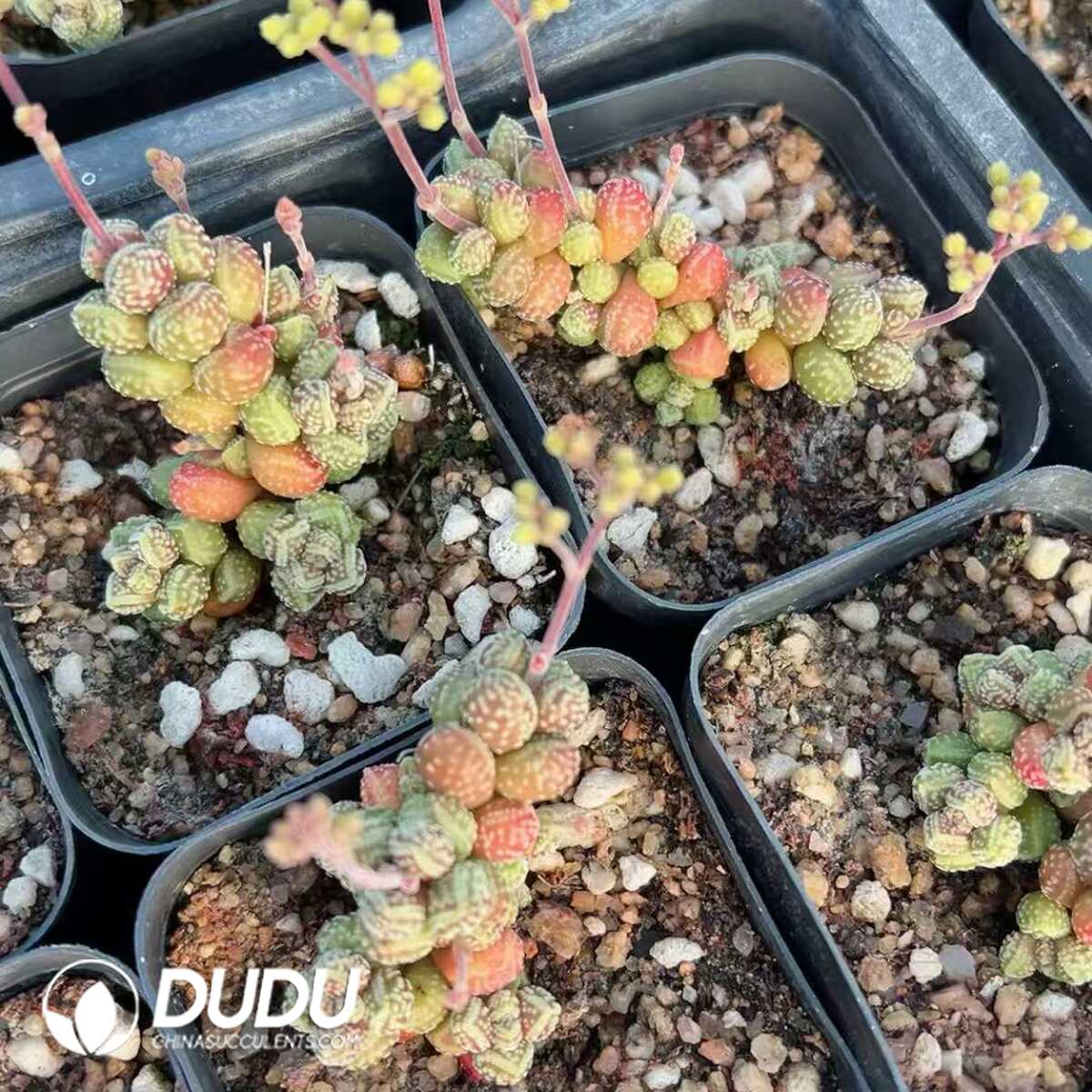 1756128843-1748414777-e201.jpg Crassula Rupestris Subsp. Marnieriana - 画像 (1)