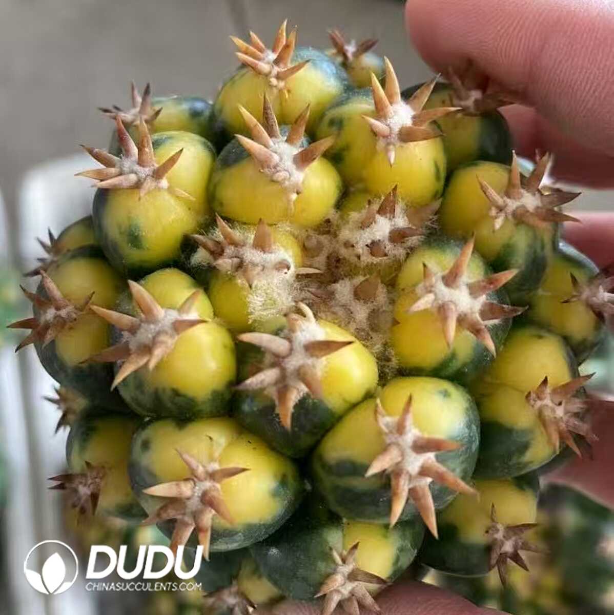 1756129063-1748575455-e201.jpg (Grafted)(Rootless)Coryphantha Elephantidens Variegated Short-Spined - 画像 (1)