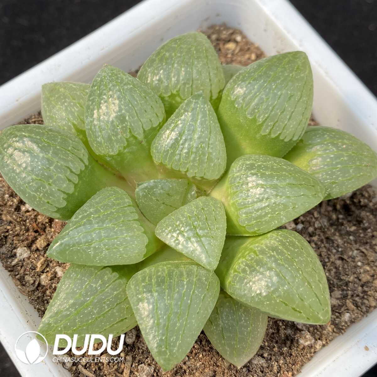 1756129162-1749438630-e201.jpg Haworthia Qin Zhi Ji - 画像 (1)