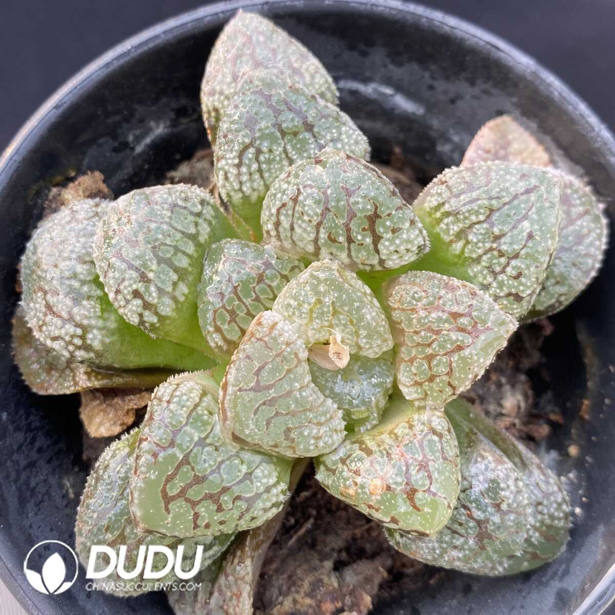 1756129183-1749438670-e201.jpg Haworthia Modo - 画像 (1)