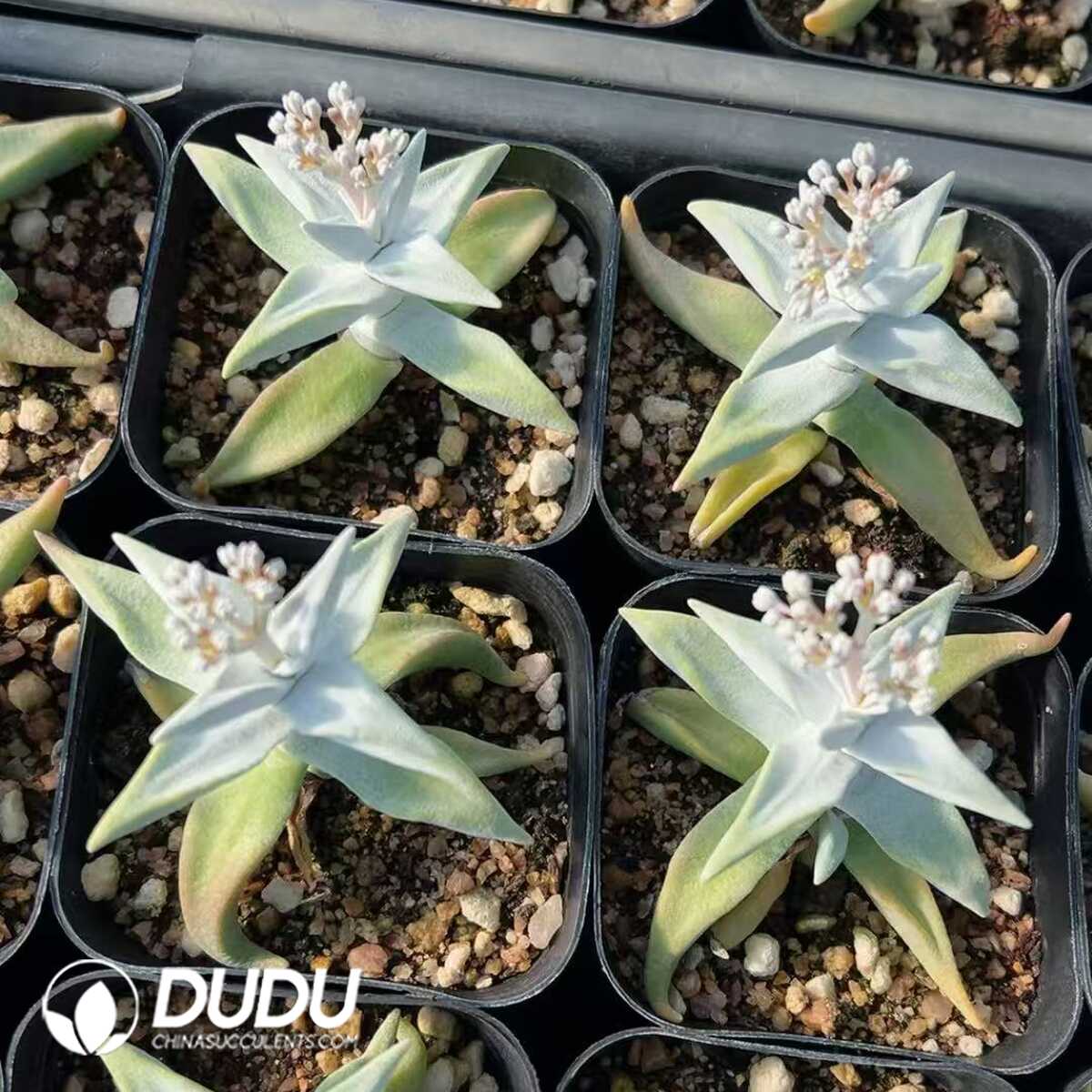 1756129251-1749438803-e201.jpg Crassula deltoidea - 画像 (1)