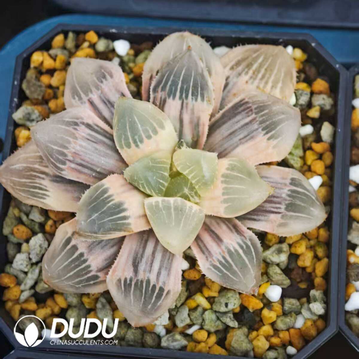1756129466-1749630539-e201.jpg Haworthia Nuoyu Nuo variegated - 画像 (1)