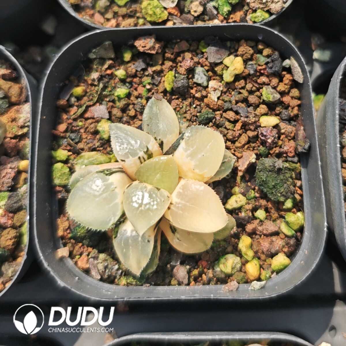 1756129525-1749630649-e201.jpg Haworthia Qin Ying Variegated - 画像 (1)