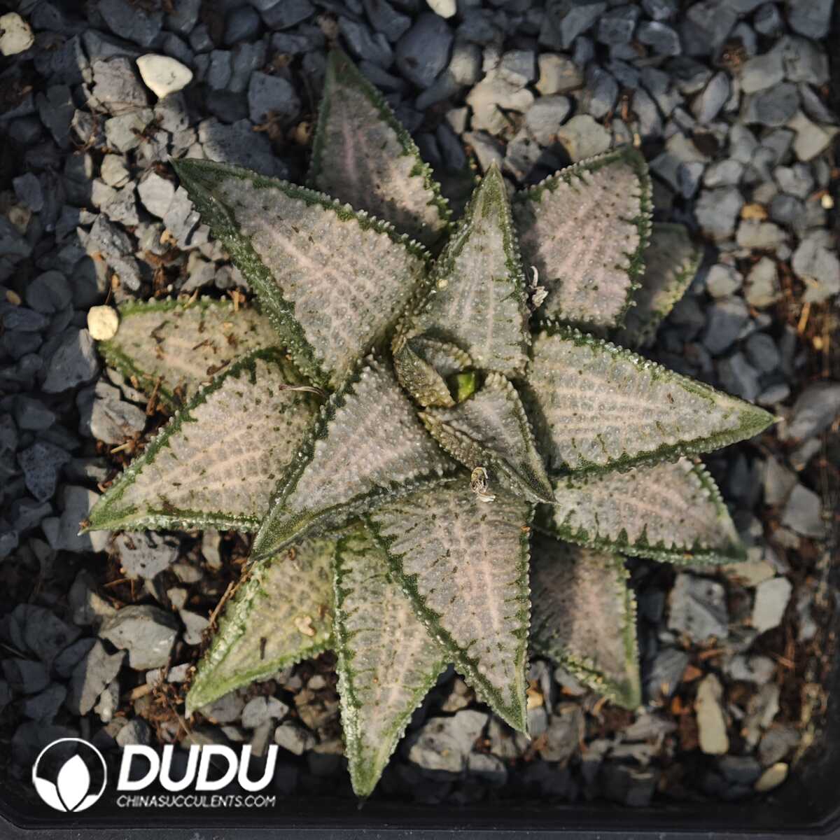 1756129532-1749630663-e201.jpg Haworthia Silver with Bridge - 画像 (1)