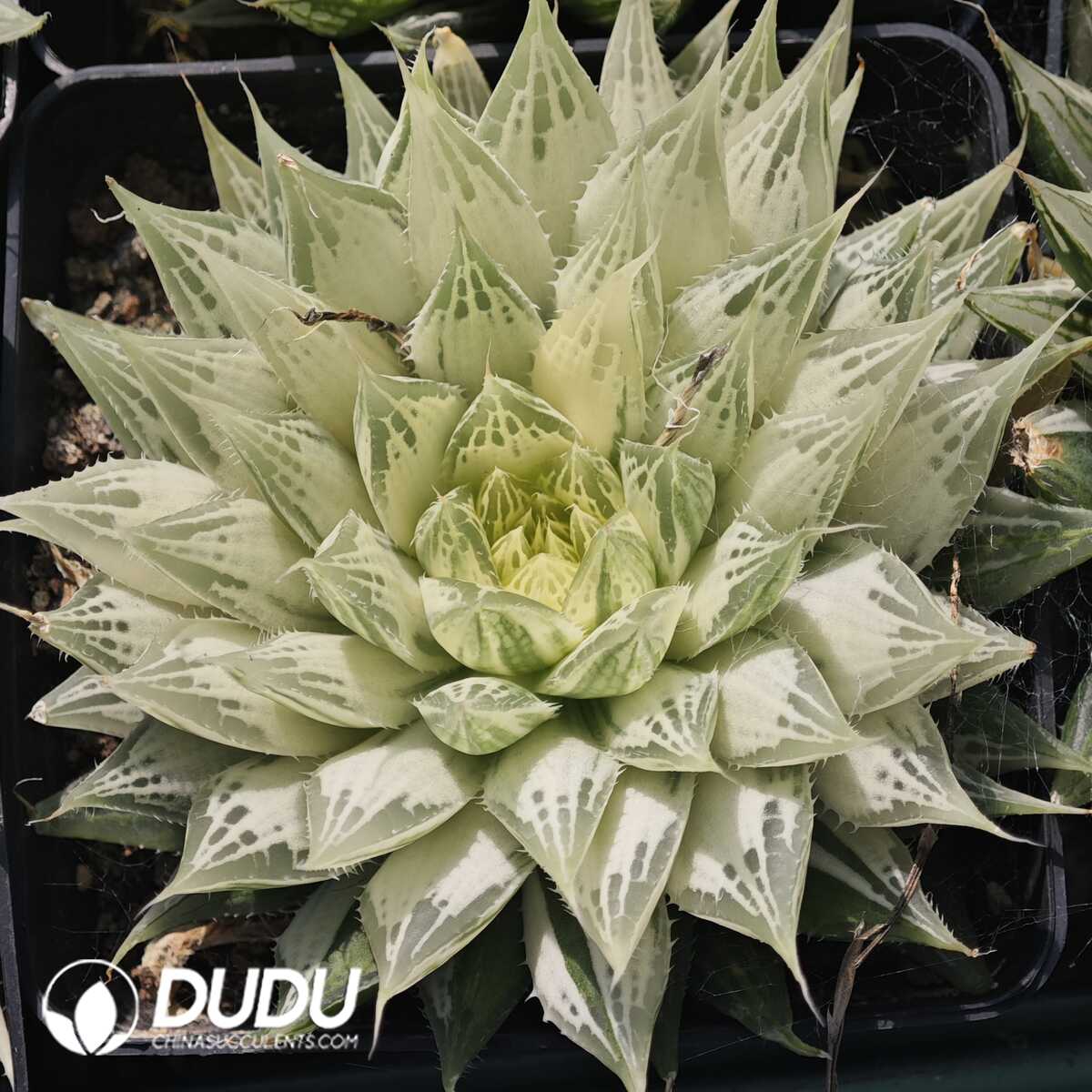 1756129541-1749630680-e201.jpg Haworthia bolusii Bak - 画像 (1)