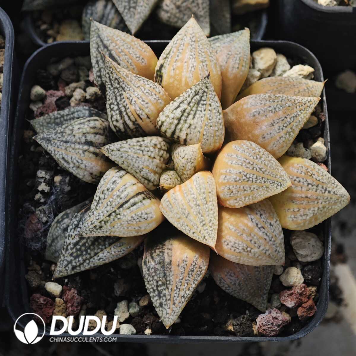 1756129547-1749630690-e201.jpg Haworthia Picta Variegated - 画像 (1)