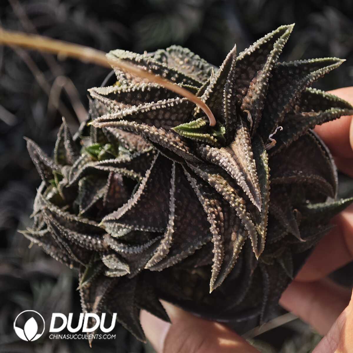 1756129553-1749630701-e201.jpg Haworthia Onigawara Clustering - 画像 (1)