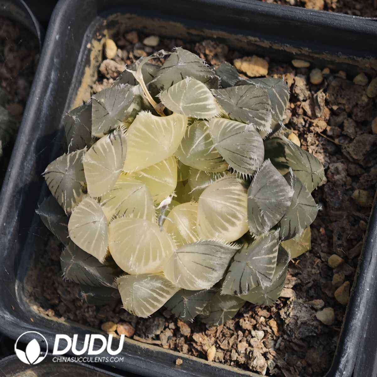 1756129586-1749630763-e201.jpg Haworthia fasciata - 画像 (1)