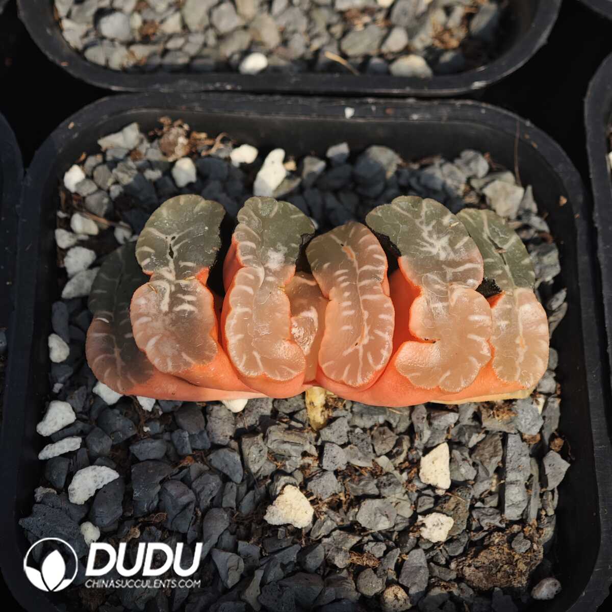 1756129592-1749630775-e201.jpg Haworthia koteki nishiki hybrid - 画像 (1)