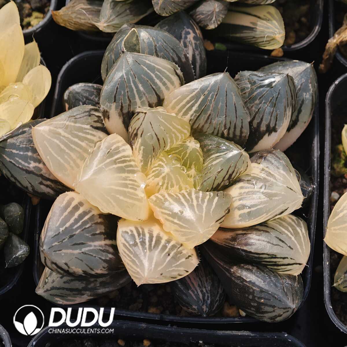 1756129598-1749630786-e201.jpg Haworthia Jade sandalwood longevity Variegated - 画像 (1)