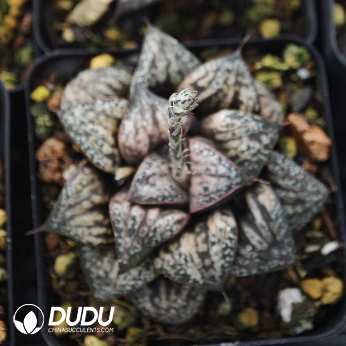 1756129600-1749630789-e201.jpg Haworthia Oiran - 画像 (1)