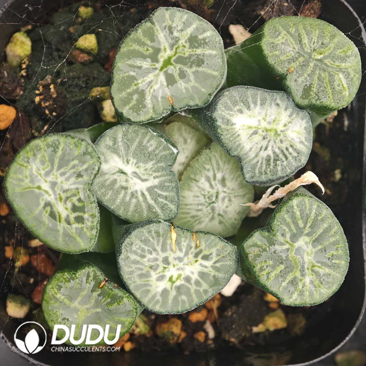 1756129876-1750041845-e201.jpg Haworthia Jade Dragon - 画像 (1)