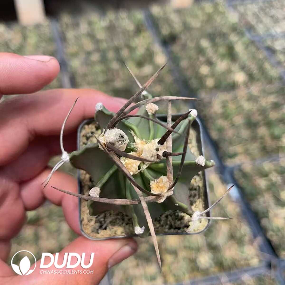 1756130082-1750320170-e201.jpg (Seed Grown)Normal Astrophytum capricorne crassispinum - 画像 (1)