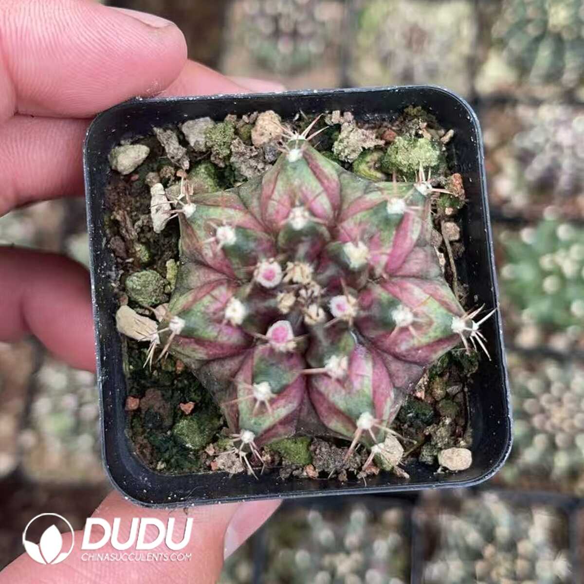 1756130123-1750320257-e201.jpg (Seed Grown)Gymnocalycium friedrichii (Werderm.) H. Till & Amerhauser - 画像 (1)