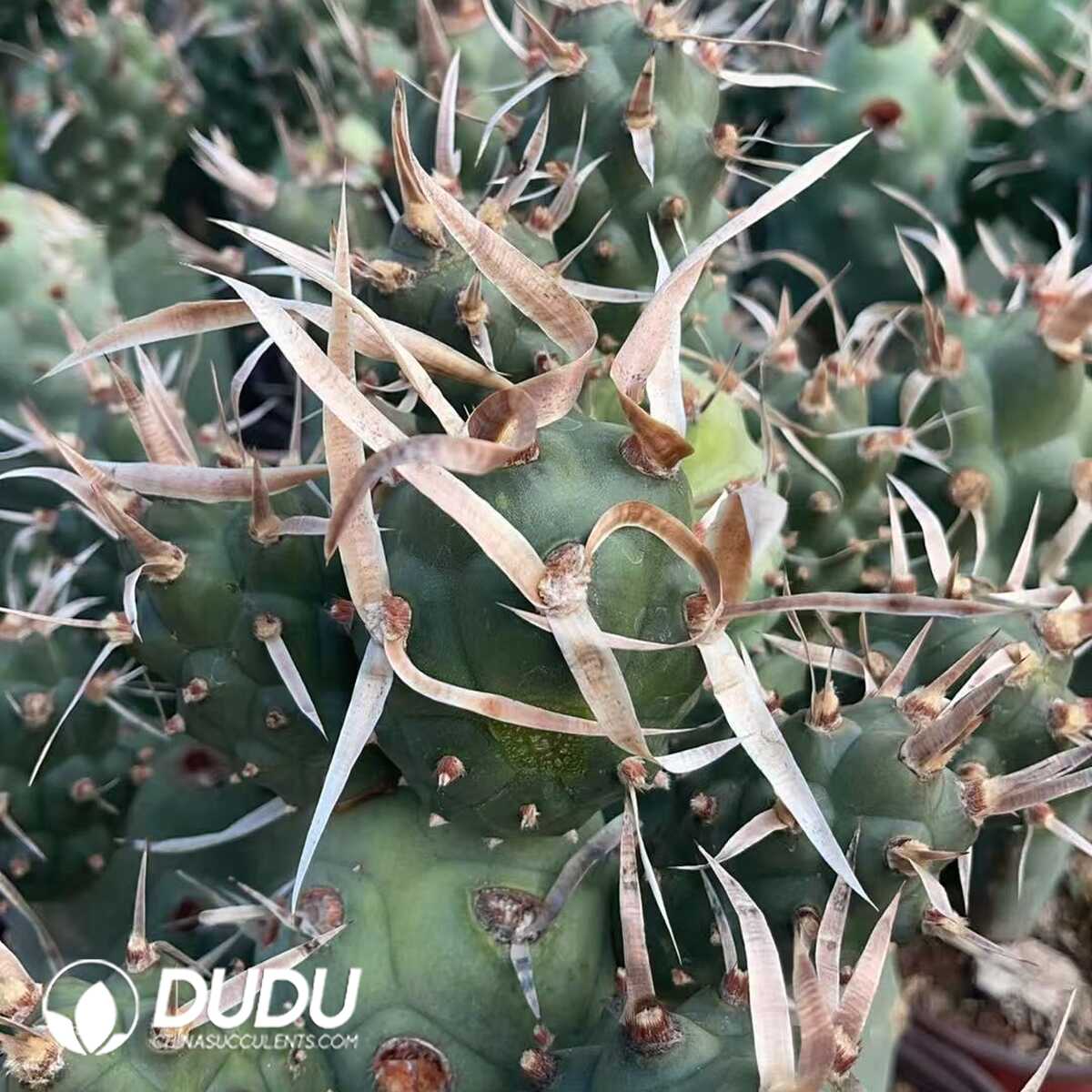 1756130241-1750321400-e201.jpg (Rooted Cutting)Tephrocactus articulatus var. diadematus - 画像 (1)