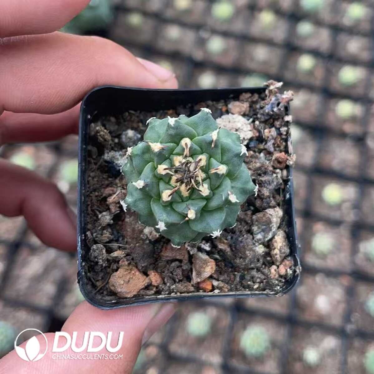 1756130293-1750322487-e201.jpg (Seed Grown)Cactus-Mammillaria Red flower jiaoli - 画像 (1)