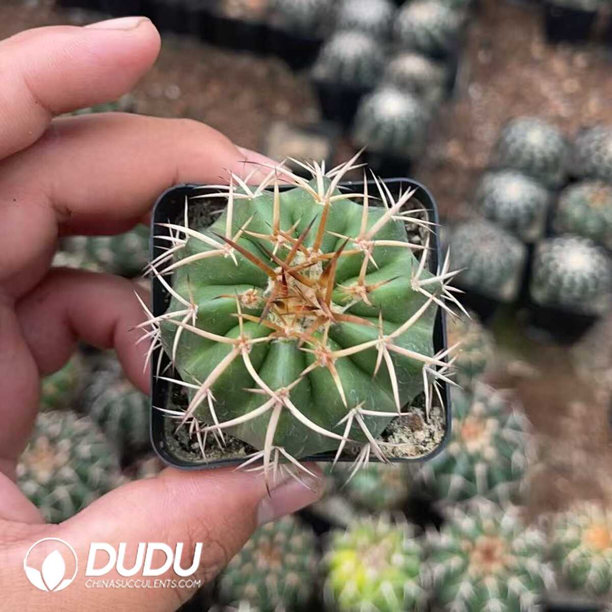 1756130315-1750322541-e201.jpg (Seed Grown)Cactus-Mammillaria Round jade(Gold thorn) - 画像 (1)