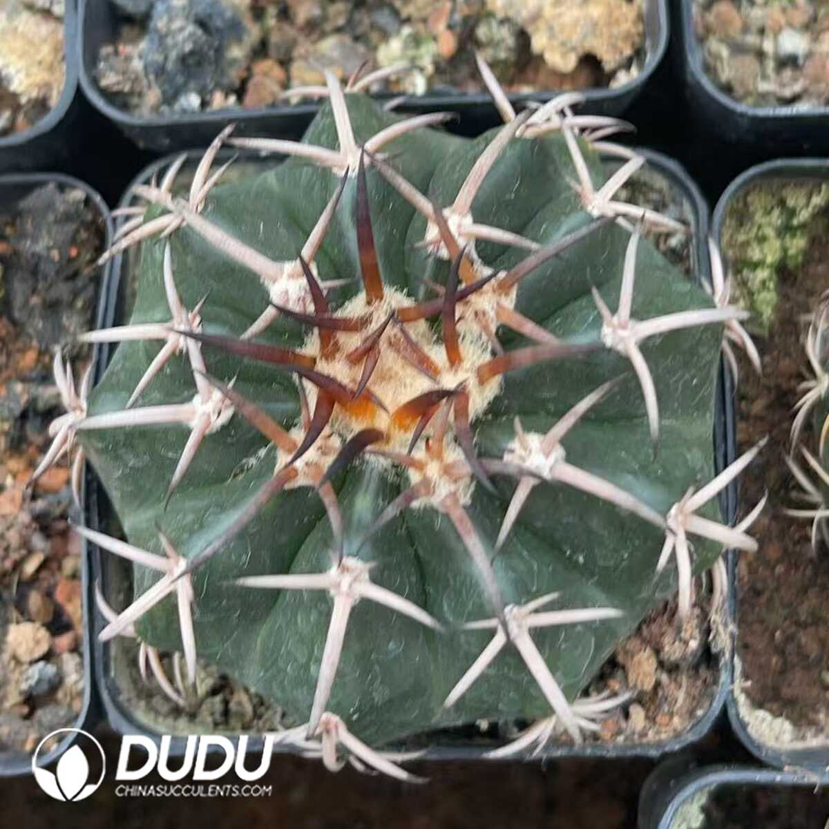 1756130319-1750322554-e201.jpg (Seed Grown)Cactus-Mammillaria Round jade(Black thorn) - 画像 (1)