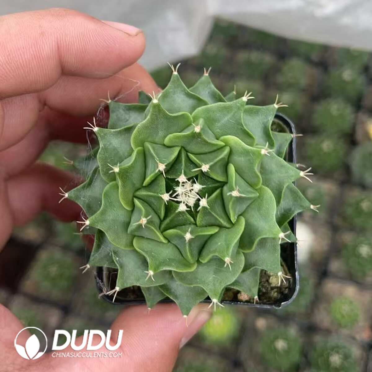 1756130359-1750322642-e201.jpg (Seed Grown)Obregonia-Denegrii - 画像 (1)