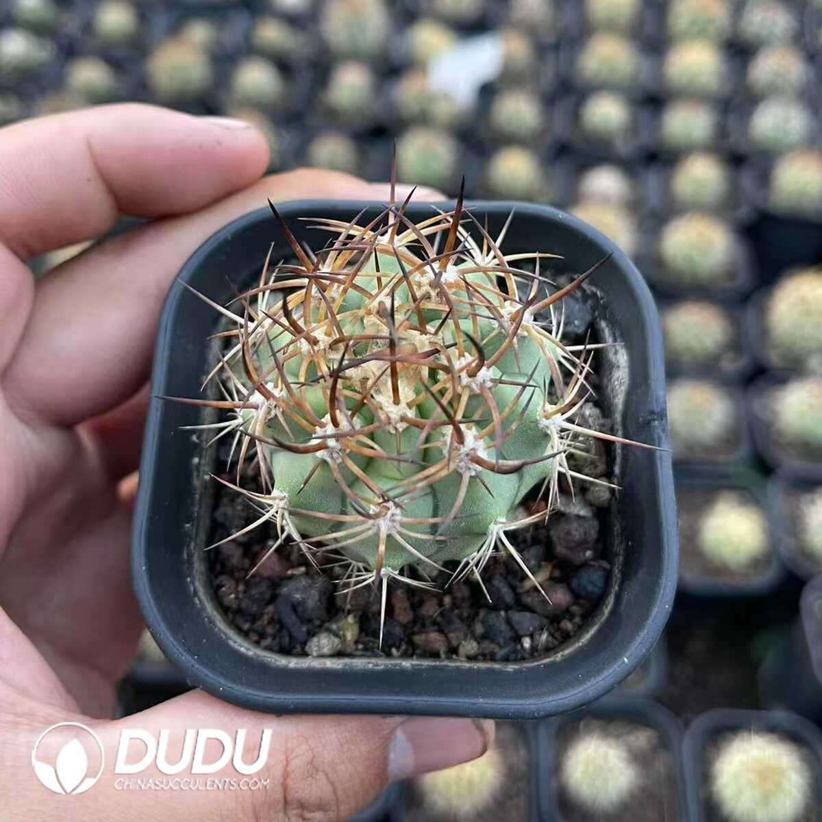 1756130618-1750645055-e-1.jpg (Seed Grown)Echinocereus lindsayi - 画像 (1)