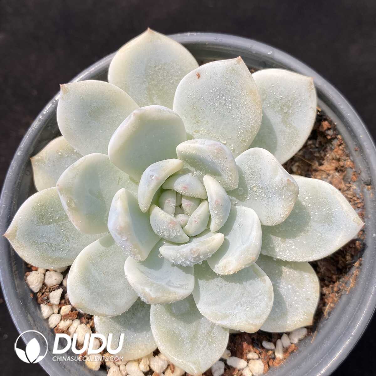 1756131041-1751012669-e201.jpg Echeveria Monroe Variegated - 画像 (1)