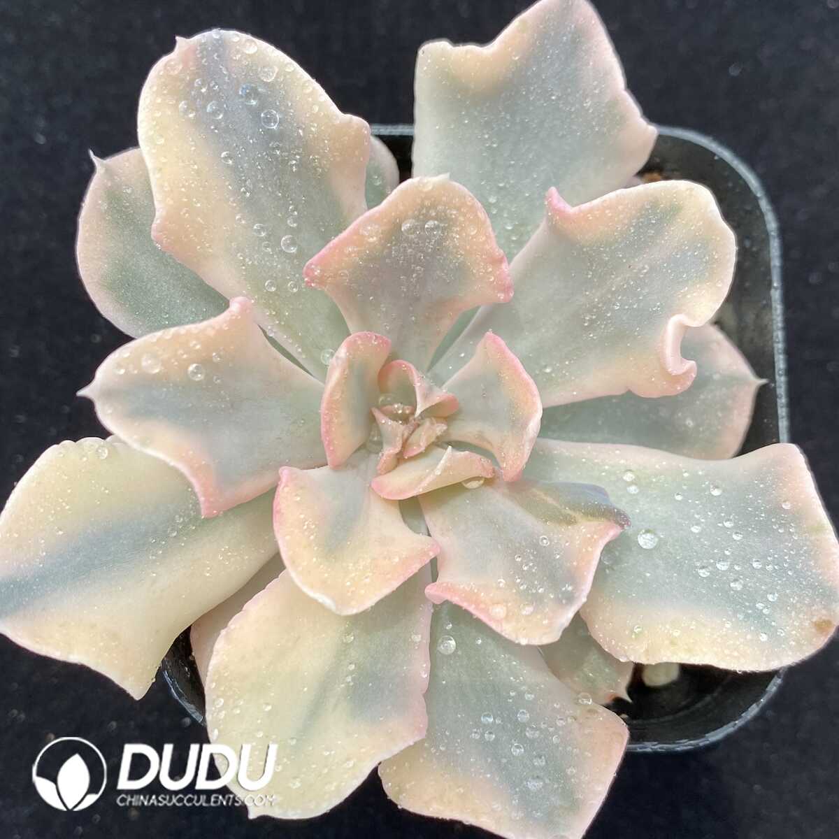 1756131126-1751013203-e201.jpg Echeveria Liberia Variegated - 画像 (1)