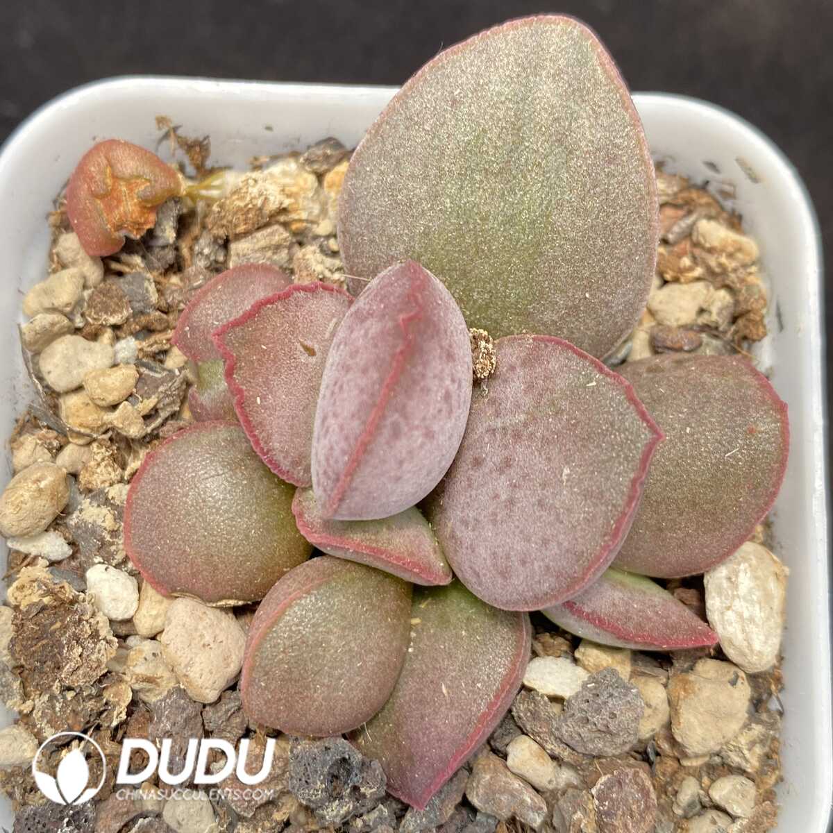 1756131222-1751014260-e201.jpg Adromischus Yao Guang - 画像 (1)