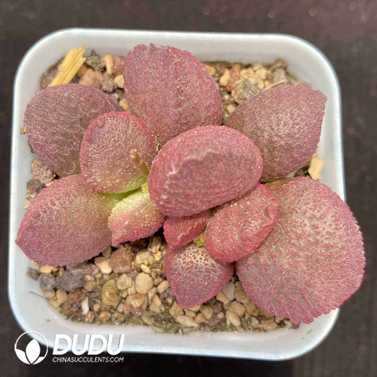 1756131234-1751014313-e201.jpg Adromischus Eve - 画像 (1)