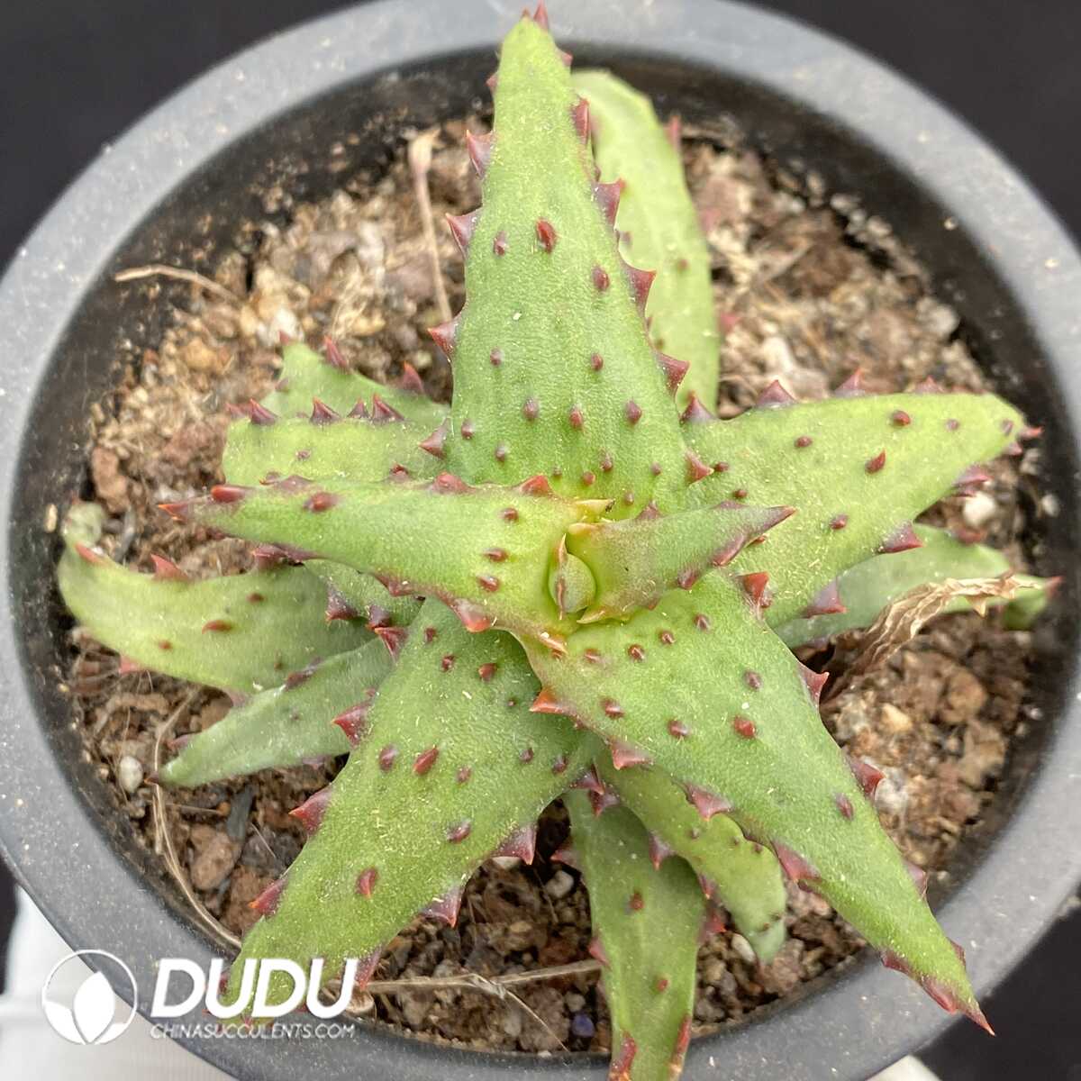 1756131280-1751015378-e201.jpg Aloe Castilloniae - 画像 (1)