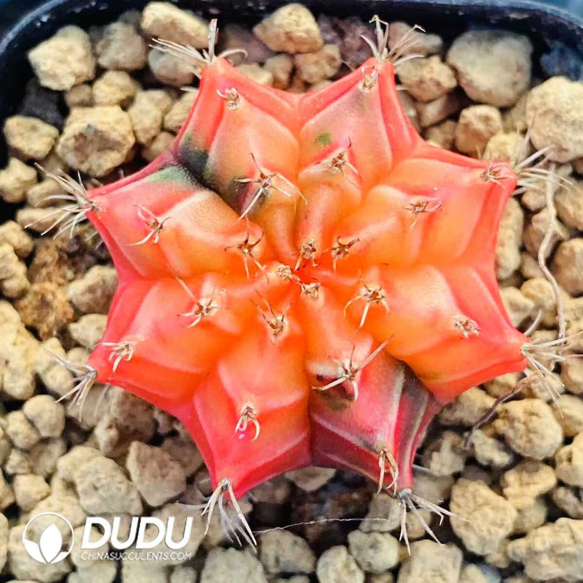 1756131543-1752471239-e201.jpg Cactus Gymnocalycium Crystal Mihanovichii Variegated - 画像 (1)