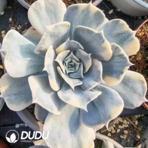 Echeveria Lilacina Variegated