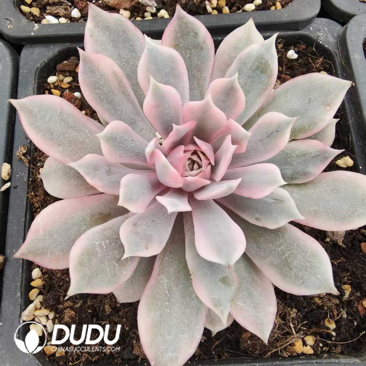 1756131574-1752556404-e201.jpg Echeveria Lola variegated - 画像 (1)