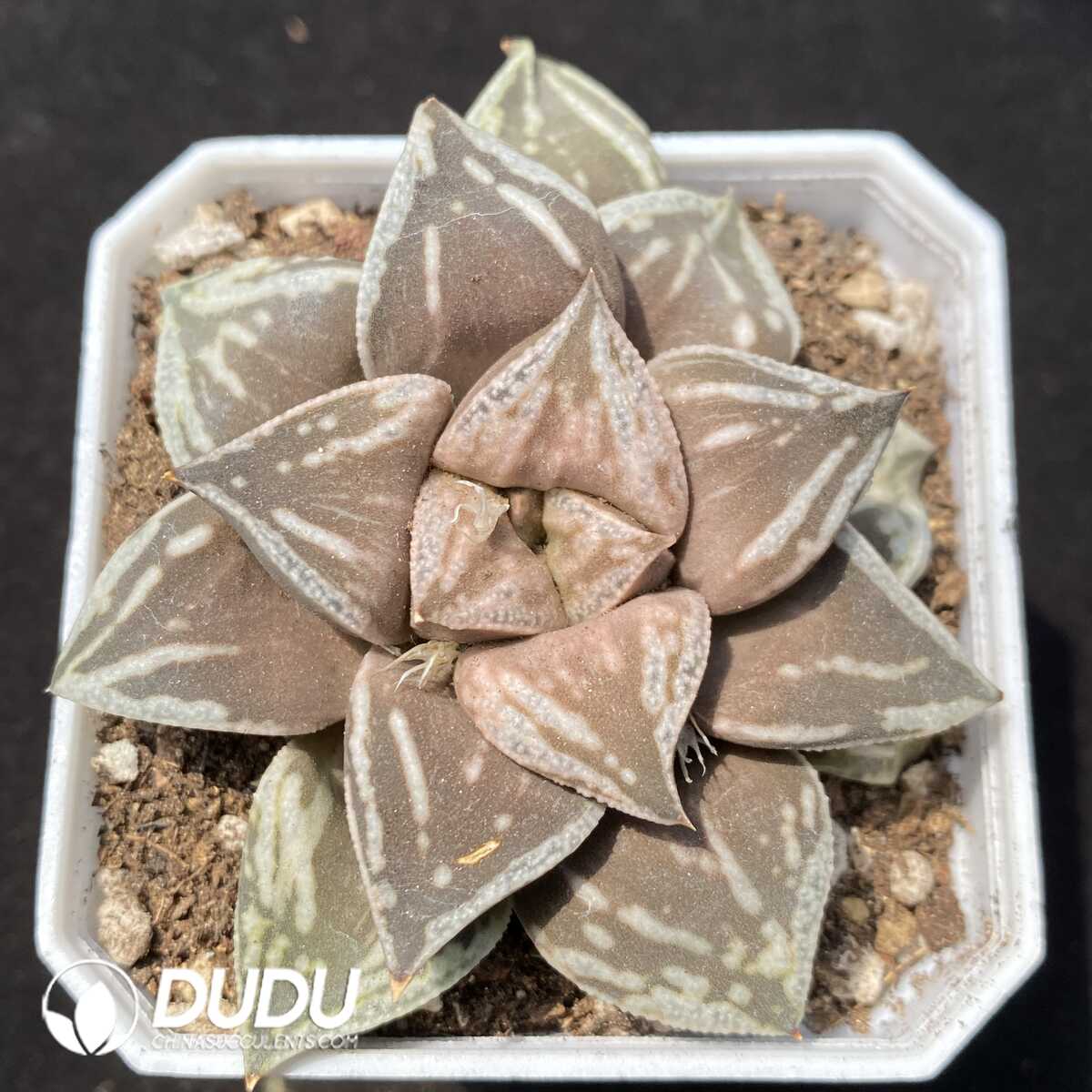 1756131600-1752735258-e201.jpg Haworthia Dojaku-dai - 画像 (1)