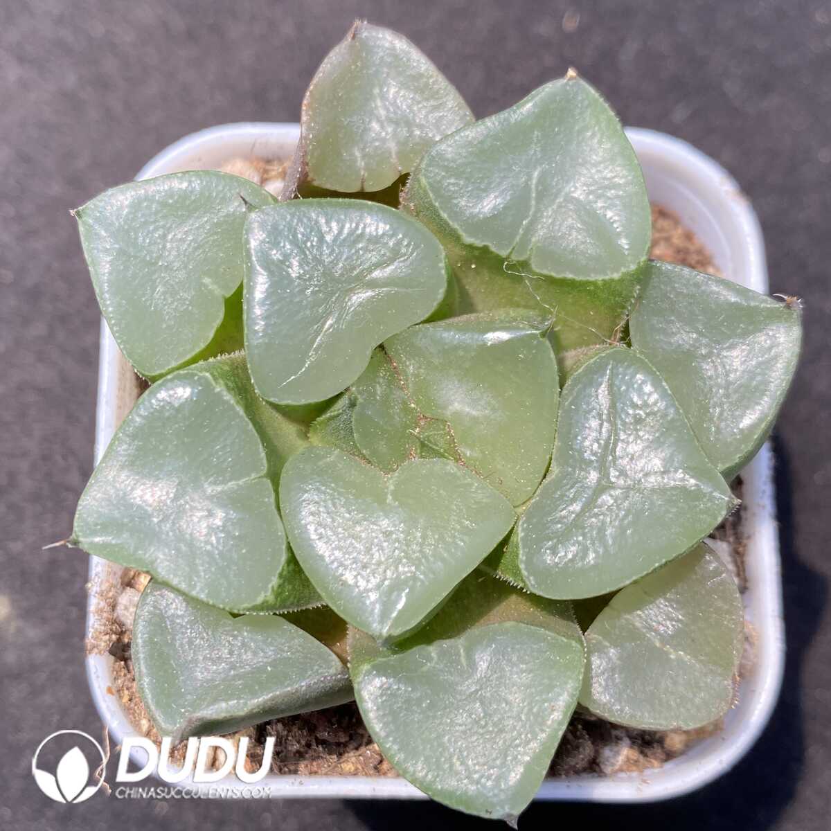 1756131607-1752735281-e201.jpg Haworthia Jicui - 画像 (1)