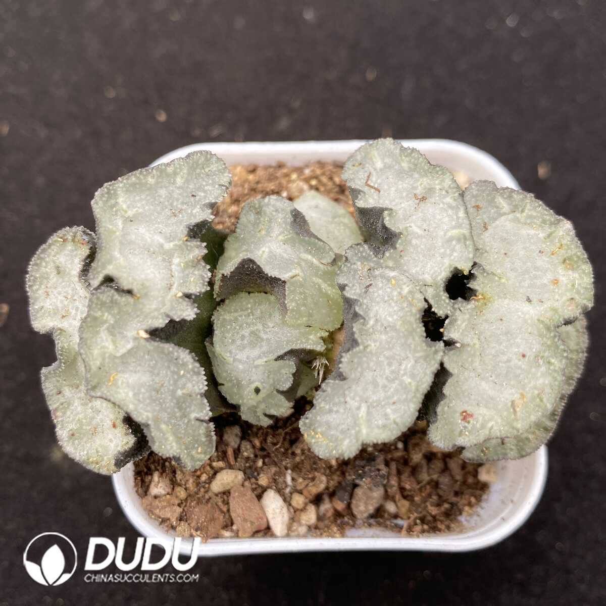 1756131618-1752735323-e201.jpg Haworthia Flying - 画像 (1)