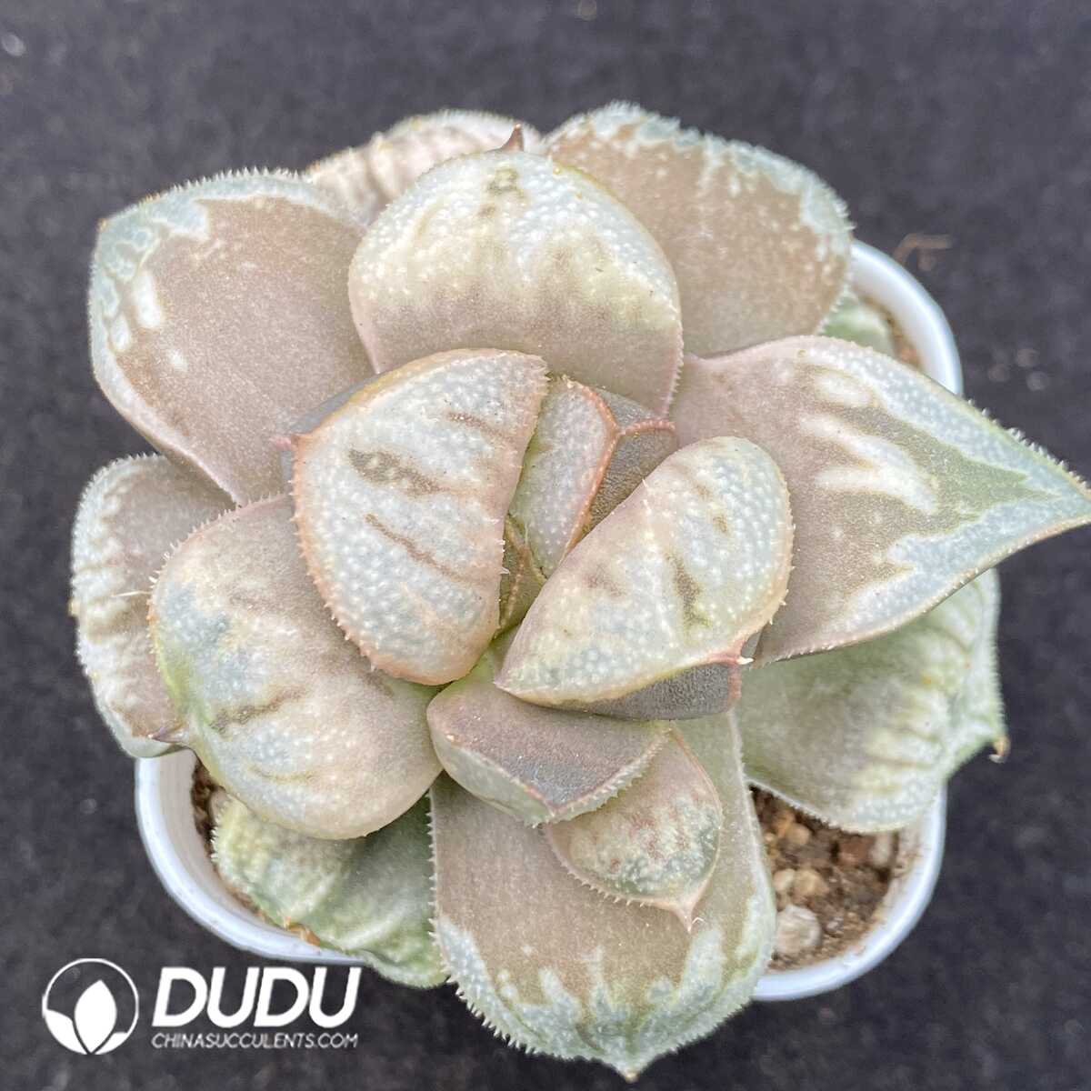 1756131632-1752735375-e201.jpg Haworthia Aries - 画像 (1)