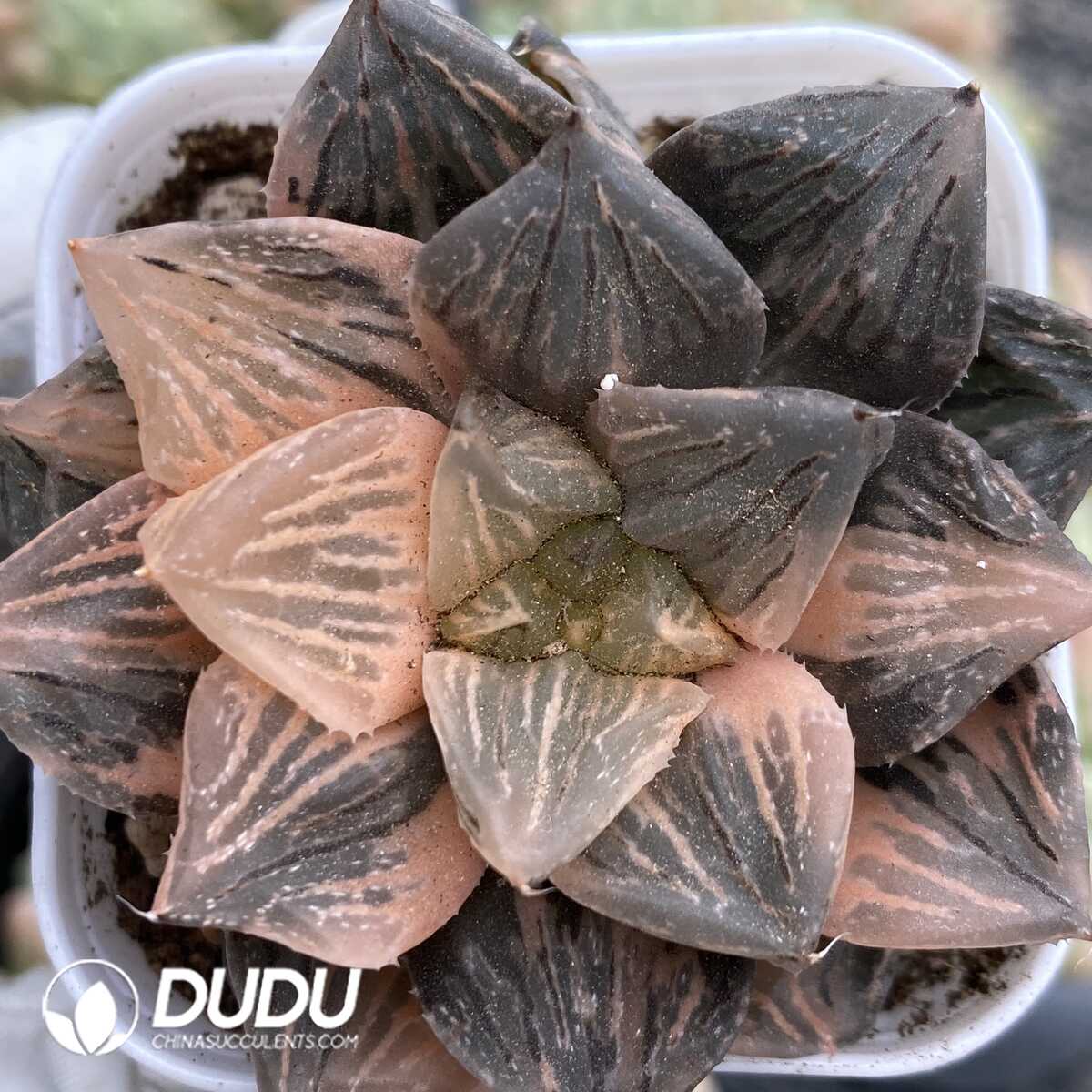 1756131661-1752735499-e201.jpg Haworthia Yutan Variegata - 画像 (1)