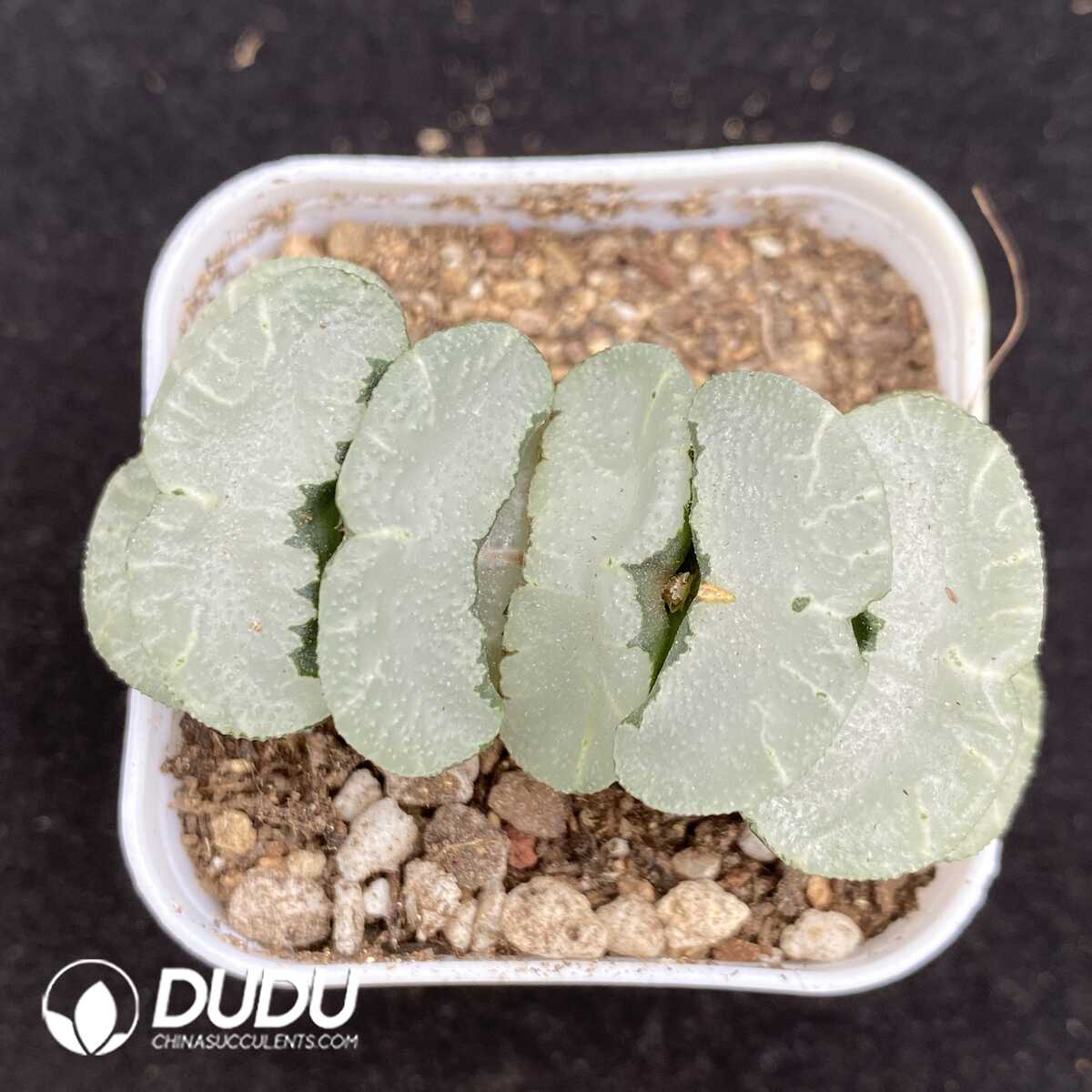 1756131679-1752735552-e201.jpg Haworthia Kuang Yue - 画像 (1)