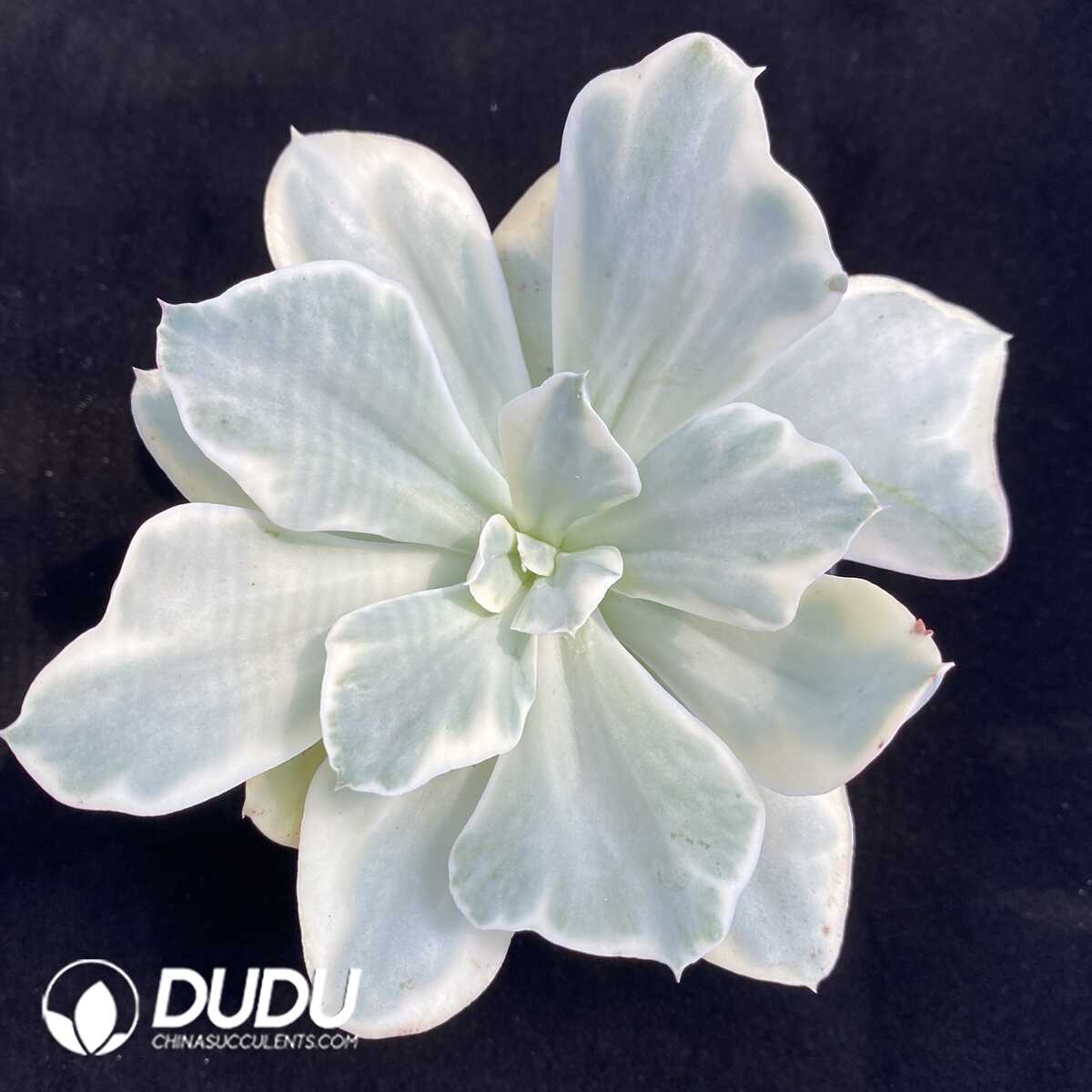 1756131891-1753163055-e201.jpg Echeveria Japan Moon River Variegated - 画像 (1)