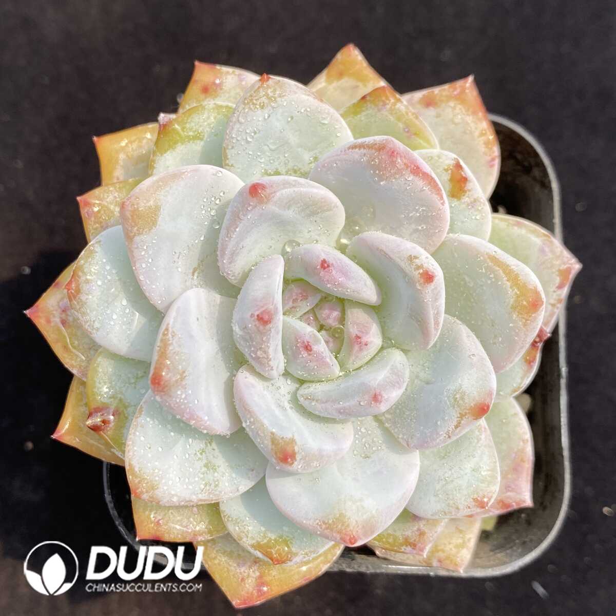 1756131915-1753163097-e201.jpg Echeveria Monroe - 画像 (1)