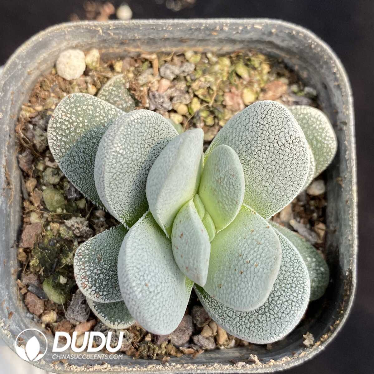 1756131918-1753163105-e201.jpg Crassula Tecta - 画像 (1)