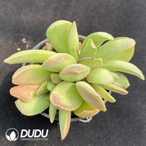 Adromischus Good Fortune Clustering