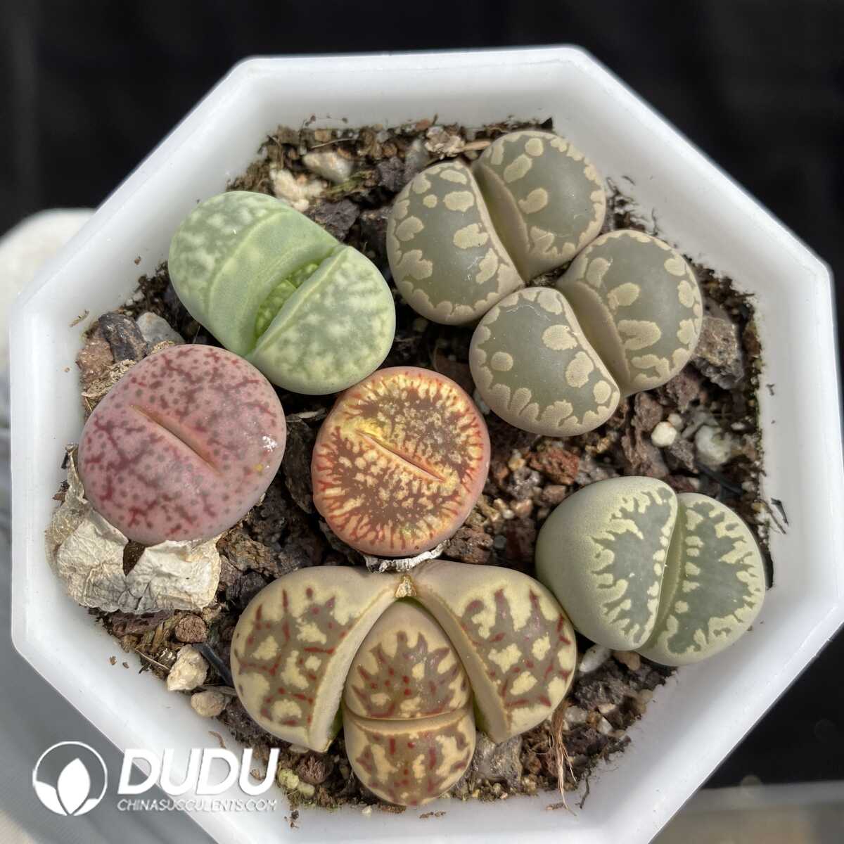 1756131927-1753163234-e201.jpg Lithops Collocation - 画像 (1)