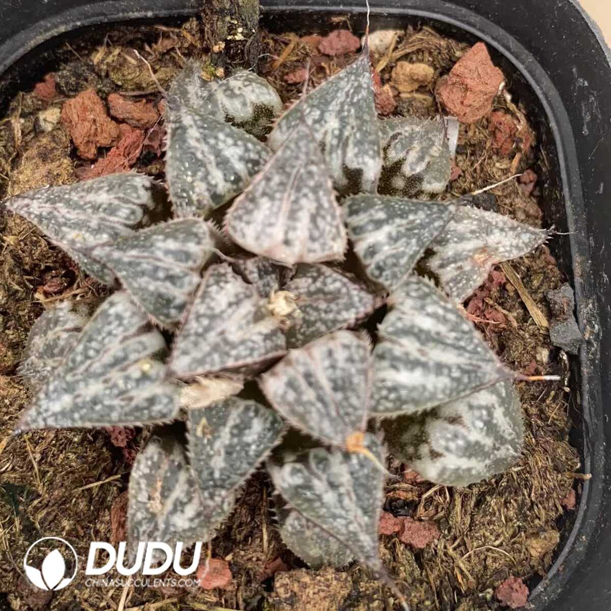1756274400-e201.jpg Haworthia splendens Yukigeshiki - 画像 (1)