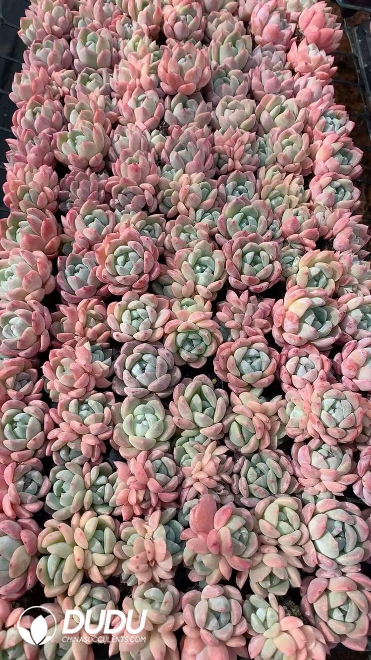 SEL24.jpeg 105Pcs Echeveria Amber Seedlings(Mix & Match 5+) - 画像 (1)
