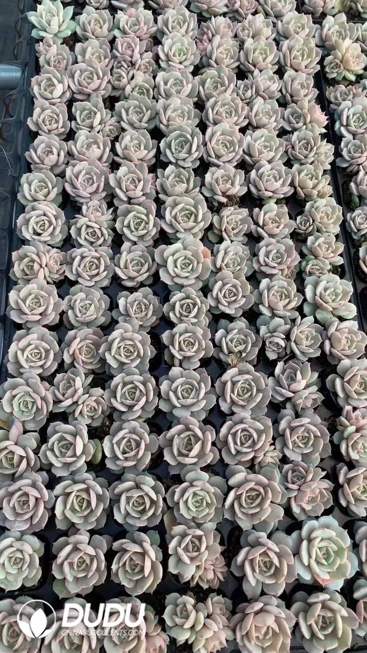 SEL30.jpeg 105Pcs Echeveria Lola Seedlings(Mix & Match 5+) - 画像 (1)